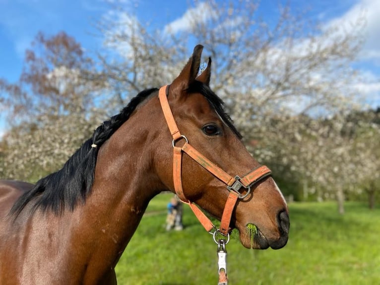 Mangalarga Marchador Gelding 13 years 14,3 hh Brown in Gernsbach