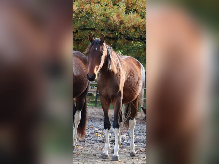 Mangalarga Marchador Gelding 1 year 14,3 hh Pinto in Neuenkirchen
