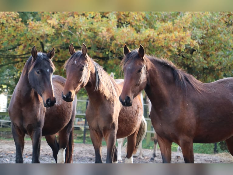 Mangalarga Marchador Gelding 1 year 14,3 hh Pinto in Neuenkirchen
