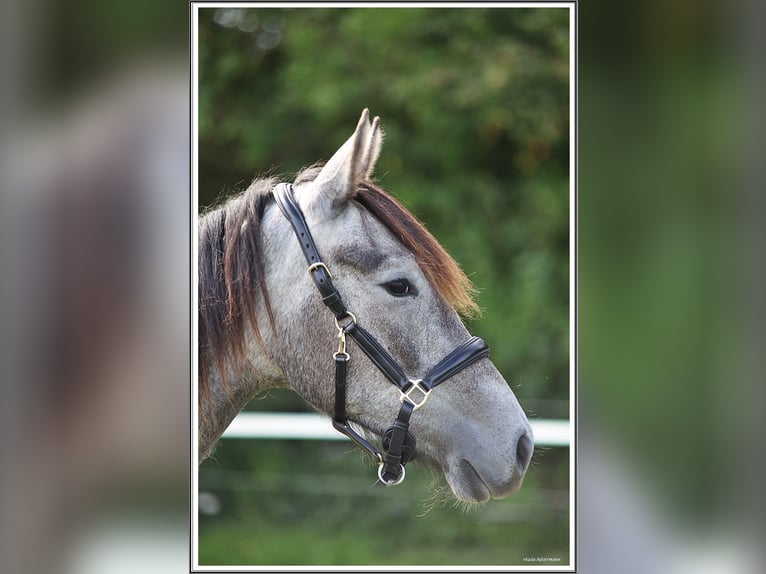 Mangalarga Marchador Gelding 1 year 15.1 hh Grey-Dark-Tan in Neuenkirchen