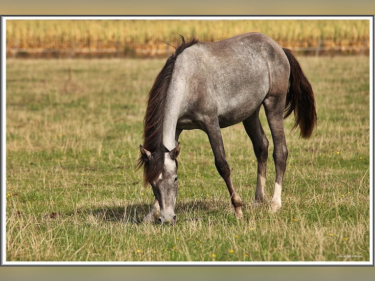 Mangalarga Marchador Gelding 1 year 15.1 hh Grey-Dark-Tan in Neuenkirchen