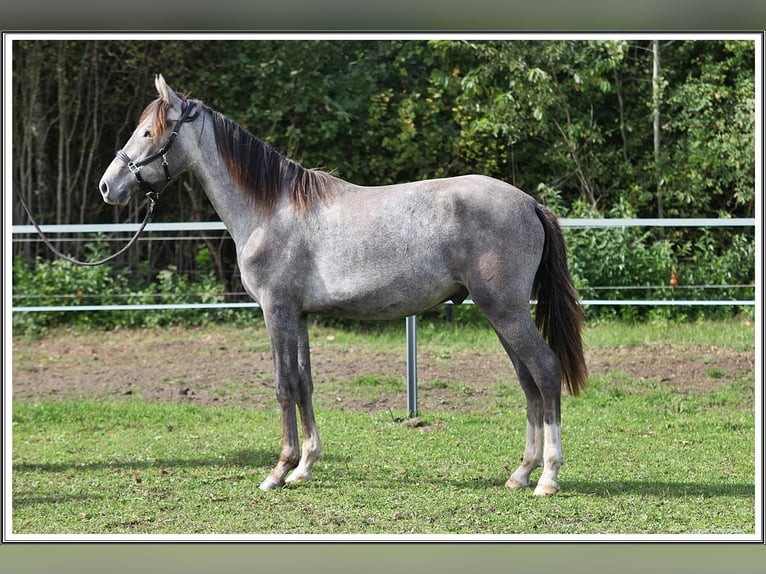 Mangalarga Marchador Gelding 1 year 15.1 hh Grey-Dark-Tan in Neuenkirchen