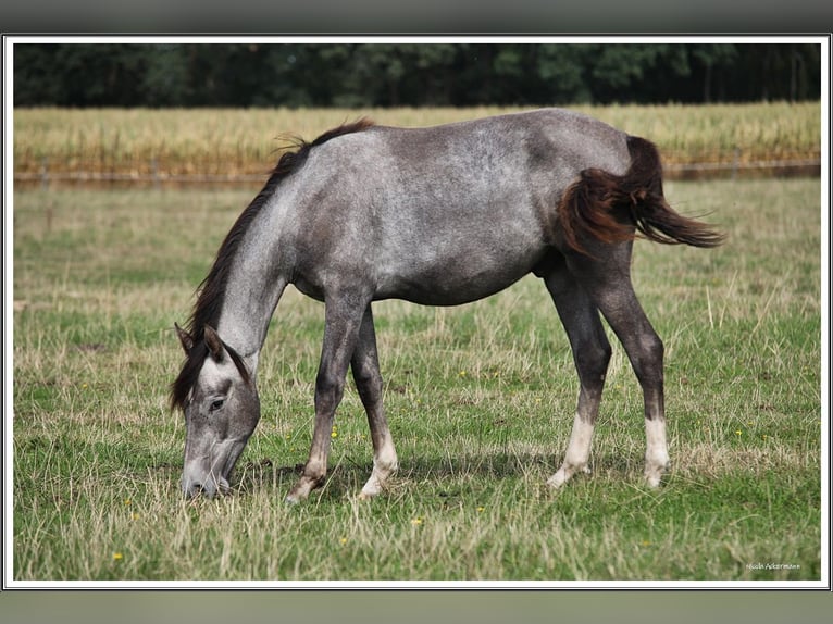 Mangalarga Marchador Gelding 1 year 15.1 hh Grey-Dark-Tan in Neuenkirchen