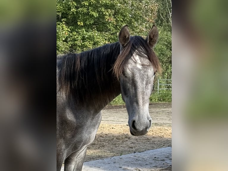 Mangalarga Marchador Gelding 1 year 15.1 hh Grey-Dark-Tan in Neuenkirchen