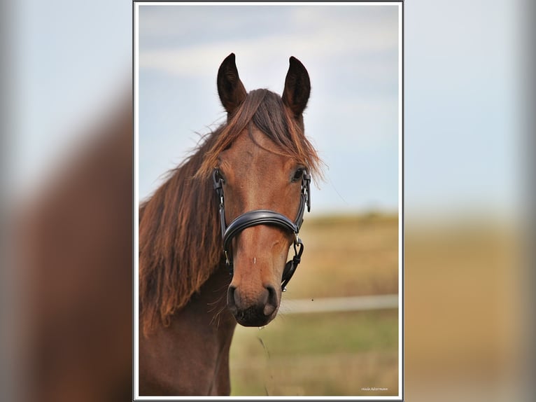 Mangalarga Marchador Gelding 1 year 15 hh Bay-Dark in Neuenkirchen