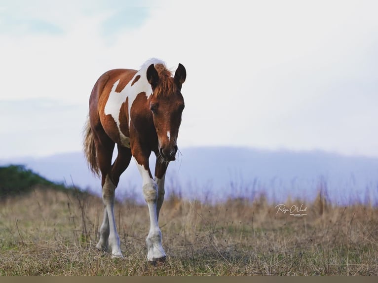 Mangalarga Marchador Gelding 2 years 14,1 hh Pinto in Alt Bukow