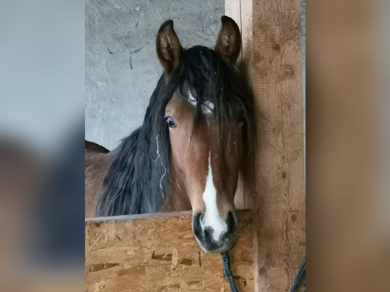 Mangalarga Marchador Gelding 2 years 14.2 hh Brown-Light in Züsch