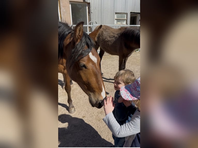 Mangalarga Marchador Gelding 2 years 14.2 hh Brown-Light in Züsch