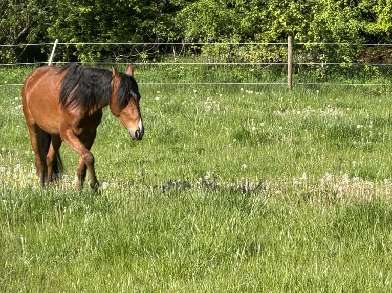 Mangalarga Marchador Gelding 2 years 14.2 hh Brown-Light in Züsch
