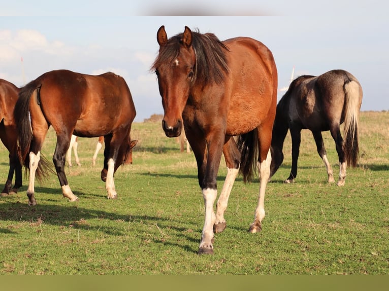 Mangalarga Marchador Gelding 2 years 14.3 hh Pinto in Neuenkirchen