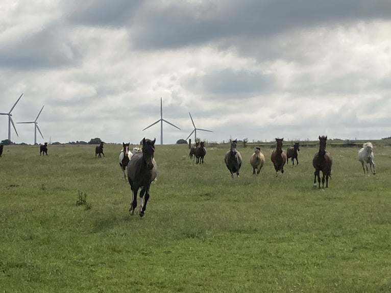 Mangalarga Marchador Gelding 2 years 14.3 hh Pinto in Neuenkirchen