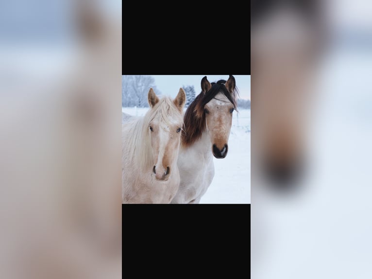 Mangalarga Marchador Gelding 2 years 14,3 hh Palomino in Welle