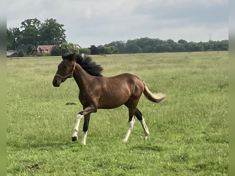 Mangalarga Marchador Gelding 2 years 14,3 hh Pinto in Neuenkirchen