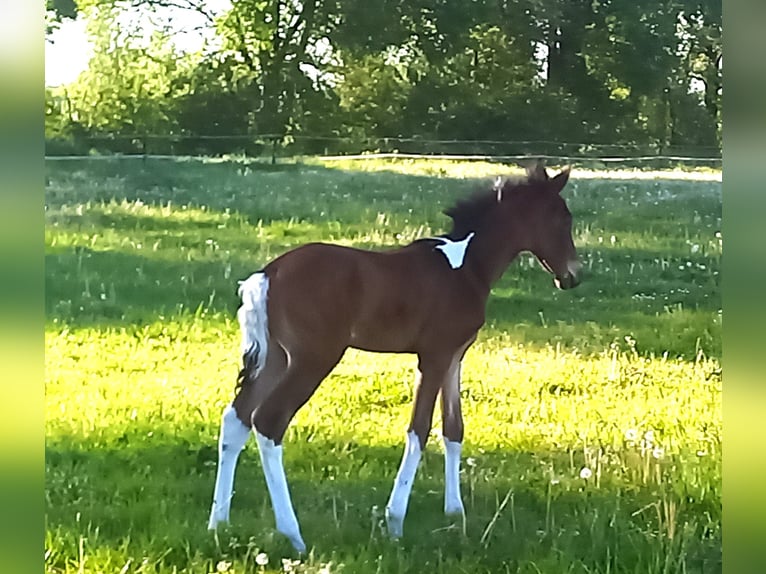 Mangalarga Marchador Gelding 2 years 14,3 hh Pinto in Neuenkirchen