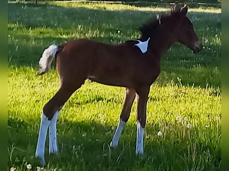 Mangalarga Marchador Gelding 2 years 14,3 hh Pinto in Neuenkirchen