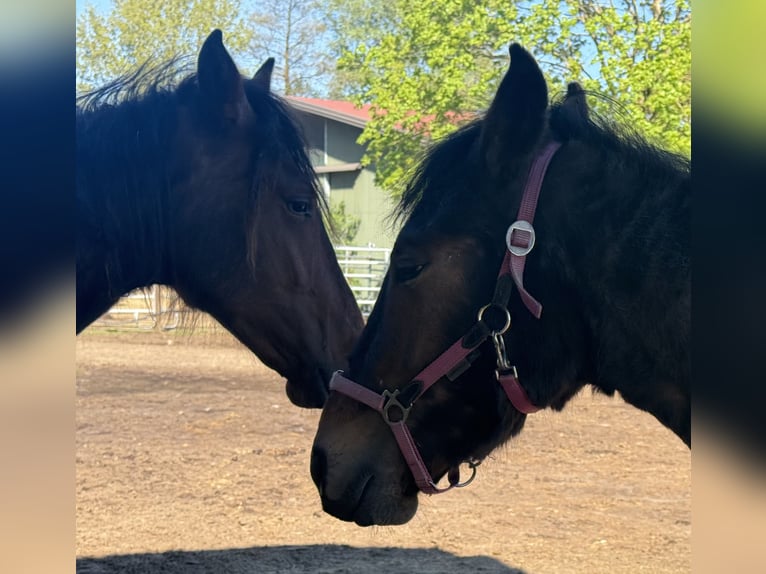 Mangalarga Marchador Gelding 2 years 15.1 hh Grey-Dark-Tan in Neuenkirchen