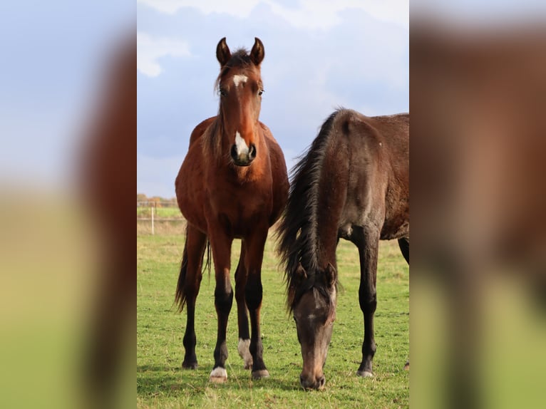 Mangalarga Marchador Gelding 2 years 15,1 hh Grey-Dark-Tan in Neuenkirchen