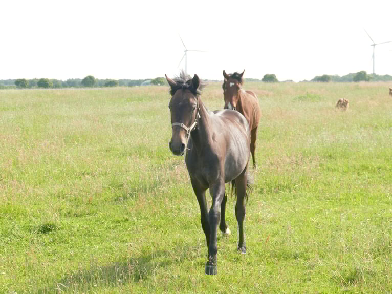 Mangalarga Marchador Gelding 2 years 15,1 hh Grey-Dark-Tan in Neuenkirchen