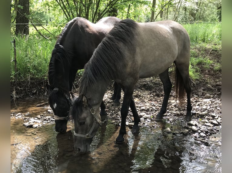 Mangalarga Marchador Gelding 3 years 14,1 hh Dun in Schl&#xFC;chtern
