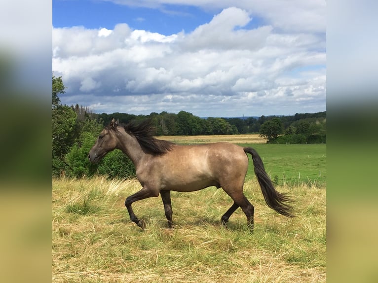Mangalarga Marchador Gelding 3 years 14,1 hh Dun in Schl&#xFC;chtern