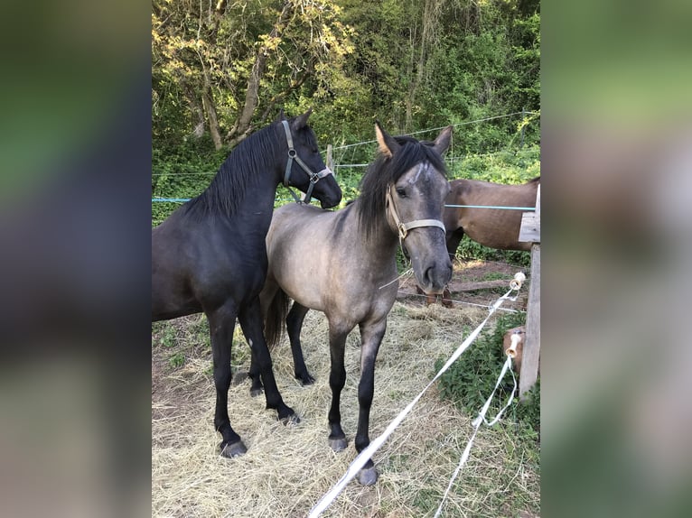 Mangalarga Marchador Gelding 3 years 14,1 hh Dun in Schl&#xFC;chtern