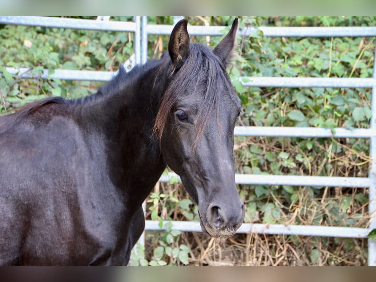 Mangalarga Marchador Mix Gelding 3 years Black in Morsbach