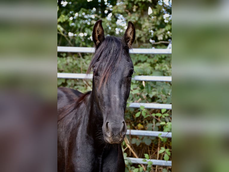 Mangalarga Marchador Mix Gelding 3 years Black in Morsbach