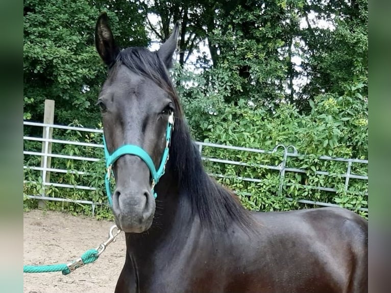 Mangalarga Marchador Mix Gelding 3 years Black in Morsbach