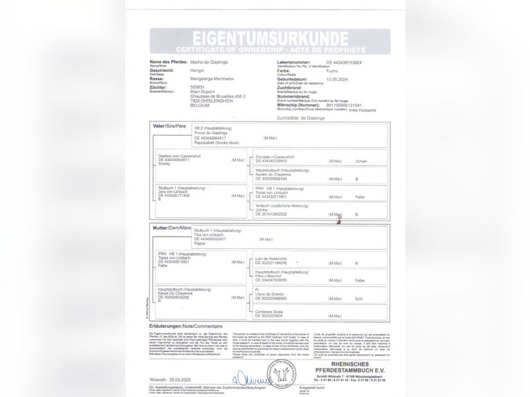 Mangalarga Marchador Gelding 4 years 14.2 hh Bay in Ath