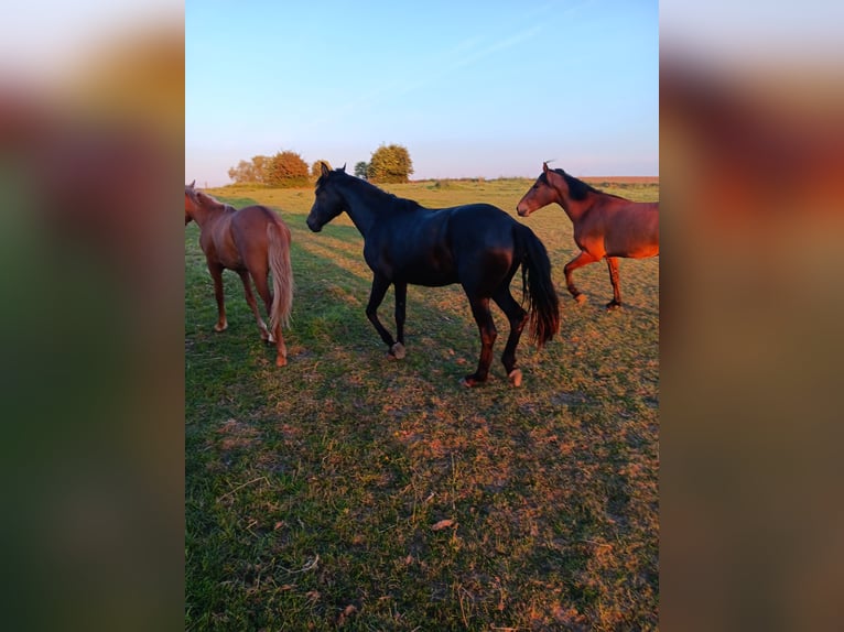 Mangalarga Marchador Gelding 4 years 14,2 hh Bay in Ath