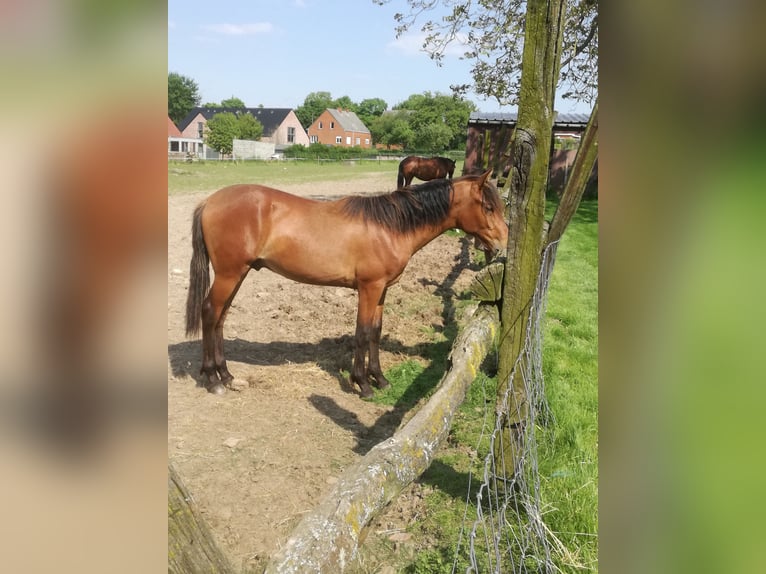 Mangalarga Marchador Gelding 4 years 14,2 hh Bay in Ath