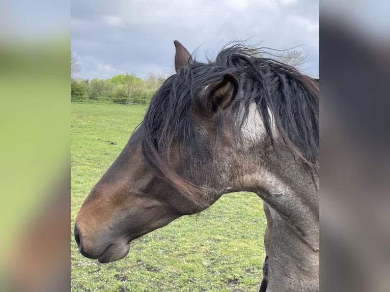 Mangalarga Marchador Gelding 4 years 15.1 hh Roan-Blue in Skærbæk