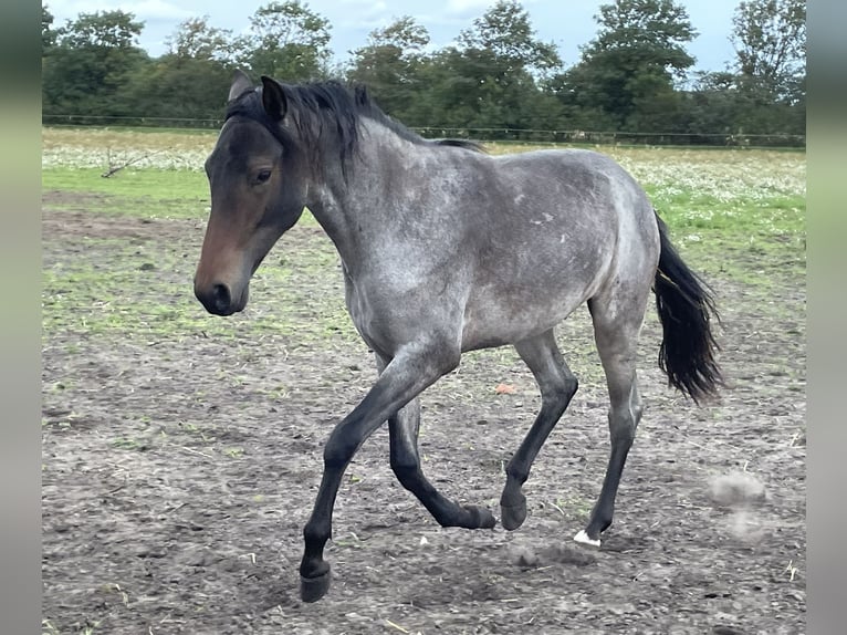 Mangalarga Marchador Gelding 4 years 15,1 hh Roan-Blue in Skærbæk