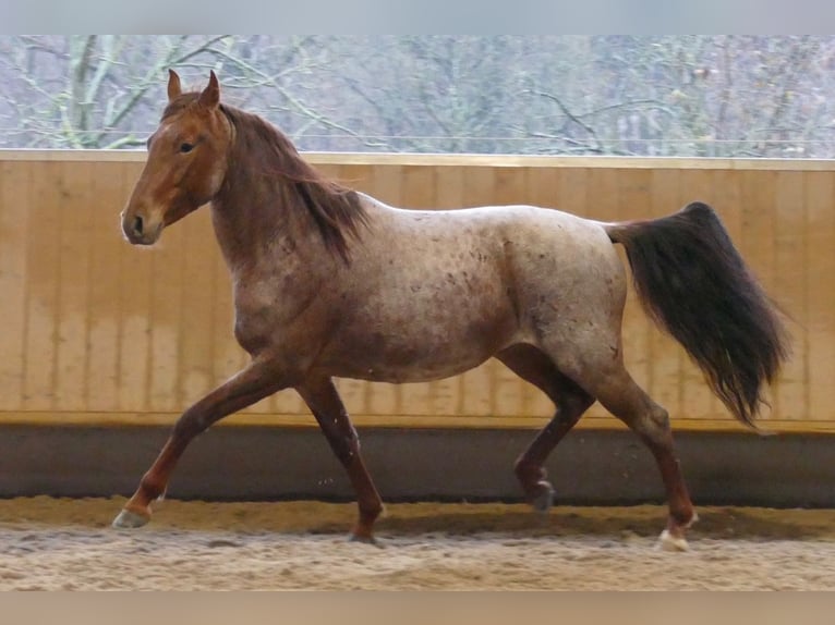 Mangalarga Marchador Gelding 5 years 15,2 hh Roan-Red in Rimbach