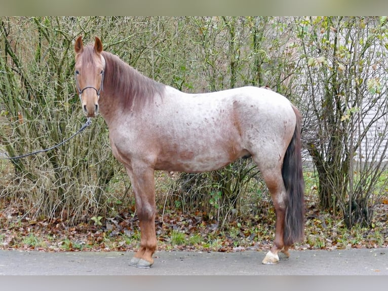 Mangalarga Marchador Gelding 5 years 15,2 hh Roan-Red in Rimbach