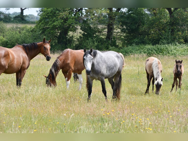 Mangalarga Marchador Gelding 5 years 15,1 hh Grey-Dapple in Bad Hersfeld