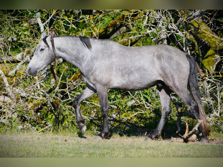Mangalarga Marchador Gelding 5 years 15,1 hh Grey-Dapple in Bad Hersfeld