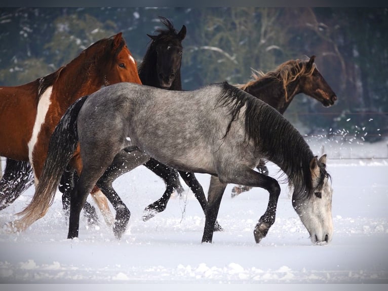Mangalarga Marchador Gelding 5 years 15,1 hh Grey-Dapple in Bad Hersfeld