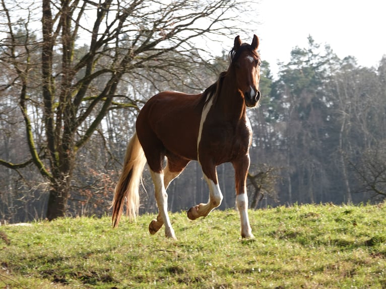 Mangalarga Marchador Gelding 5 years 15,2 hh Tobiano-all-colors in Bad Hersfeld