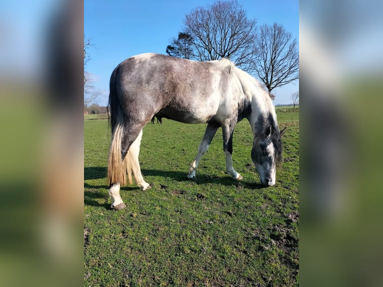 Mangalarga Marchador Gelding 6 years 15.2 hh Grey in Aurich