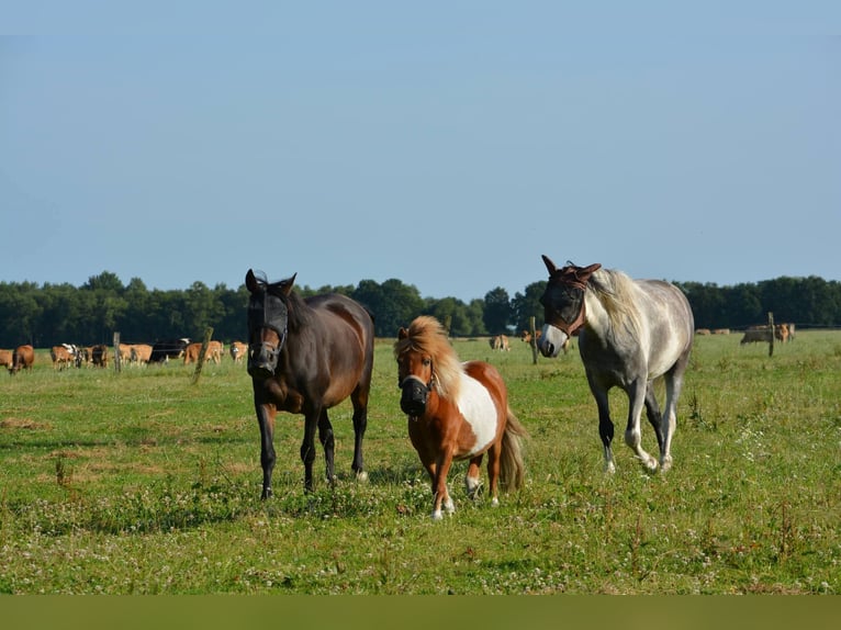 Mangalarga Marchador Gelding 6 years 15,2 hh Grey in Aurich