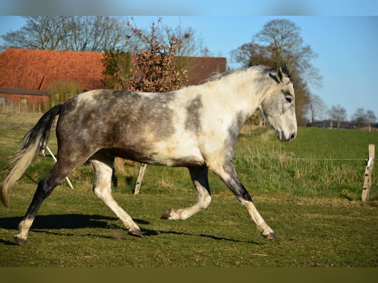 Mangalarga Marchador Gelding 6 years 15,2 hh Grey in Aurich