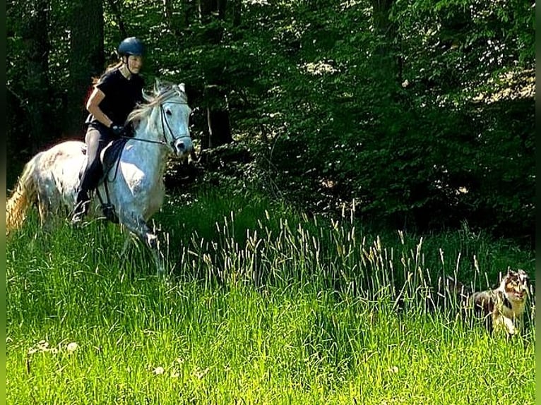 Mangalarga Marchador Gelding 8 years 15 hh Gray-Dapple in Königswinter