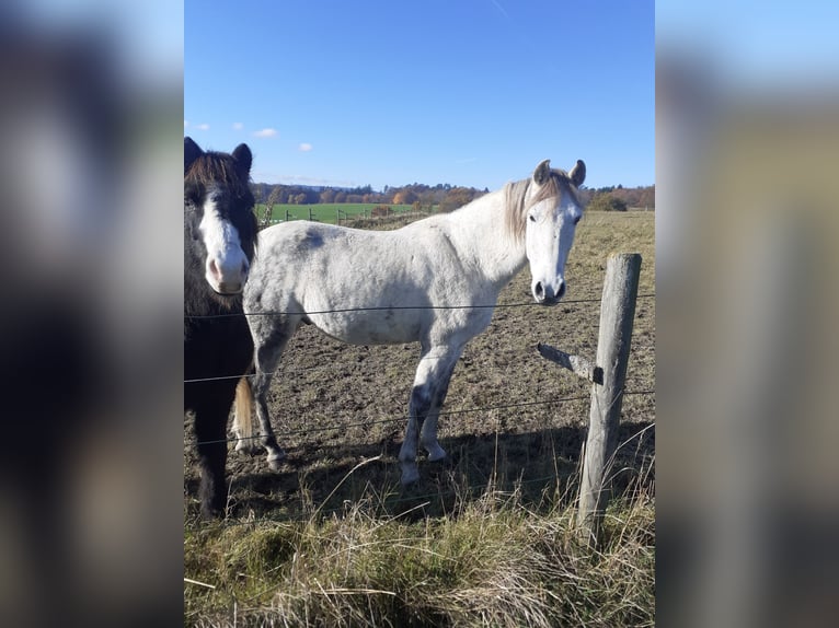 Mangalarga Marchador Gelding 9 years 15 hh Grey in Bad Münstereifel