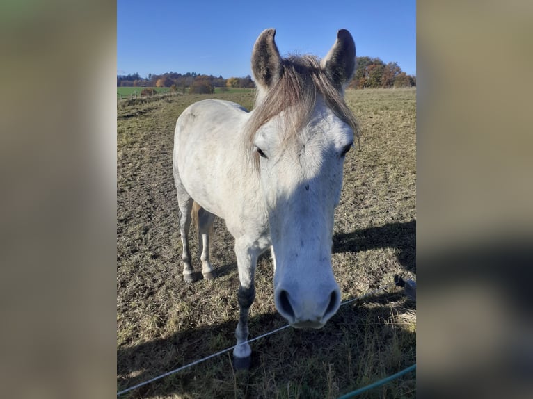 Mangalarga Marchador Gelding 9 years 15 hh Grey in Bad Münstereifel