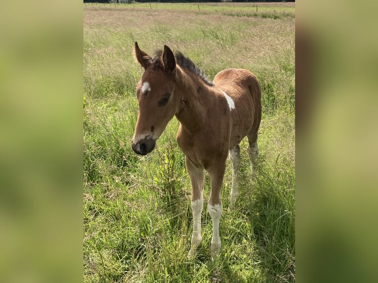 Mangalarga Marchador Hengst 1 Jaar 150 cm Gevlekt-paard in Neuenkircheneuenkirchen