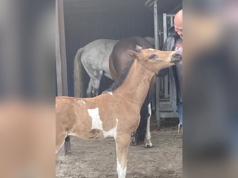 Mangalarga Marchador Hengst 1 Jaar 150 cm Gevlekt-paard in Neuenkircheneuenkirchen
