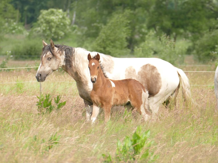 Mangalarga Marchador Hengst 1 Jaar 150 cm Gevlekt-paard in Neuenkircheneuenkirchen