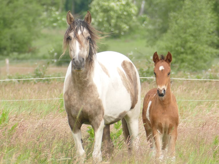 Mangalarga Marchador Hengst 1 Jaar 150 cm Gevlekt-paard in Neuenkircheneuenkirchen