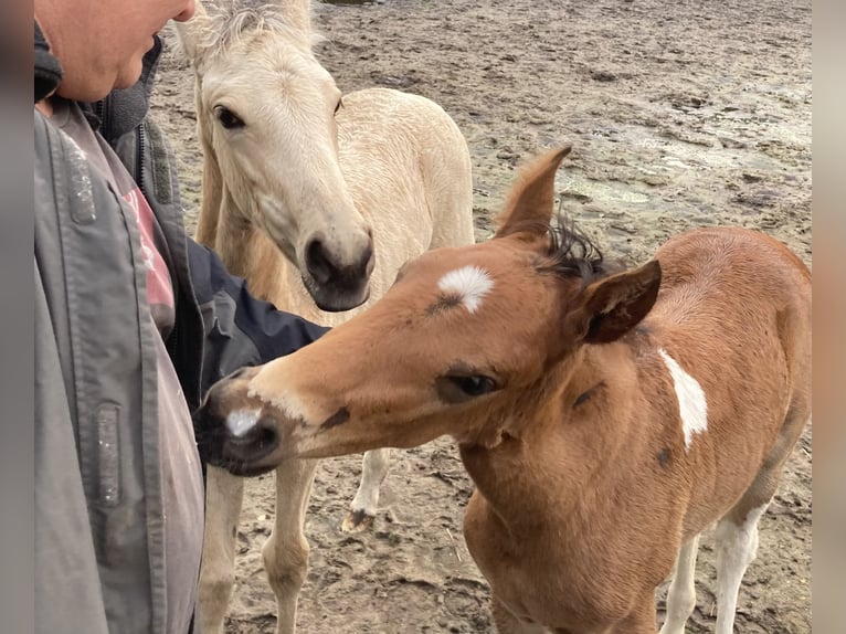 Mangalarga Marchador Hengst 1 Jaar 150 cm Gevlekt-paard in Neuenkircheneuenkirchen